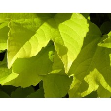 Fenway Park Golden Boston Ivy Plant - Parthenocissus - 2.5" Pot   